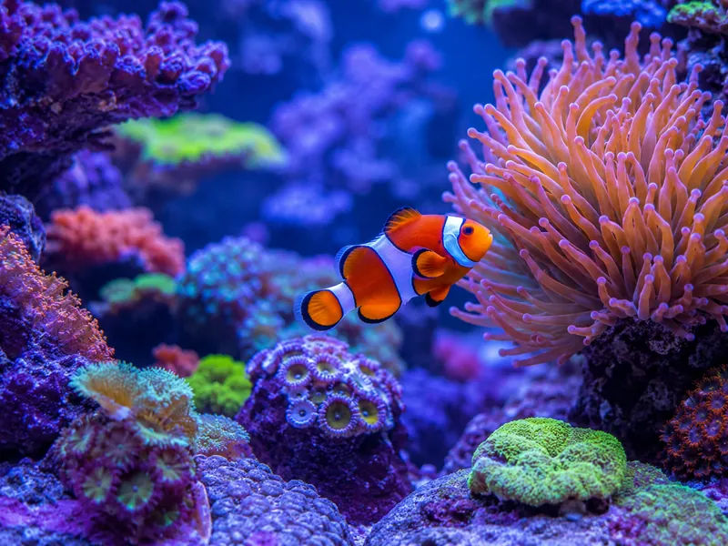 Colourful saltwater reef aquarium with a clownfish and anemone